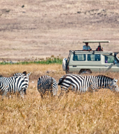Safari Foto 4 Safari