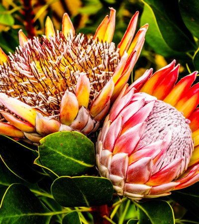 Protea Foto 2 Protea