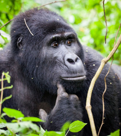 Foto 3 Gorilla Tracking Uganda