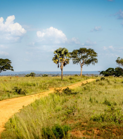Foto 4 Uganda Safari