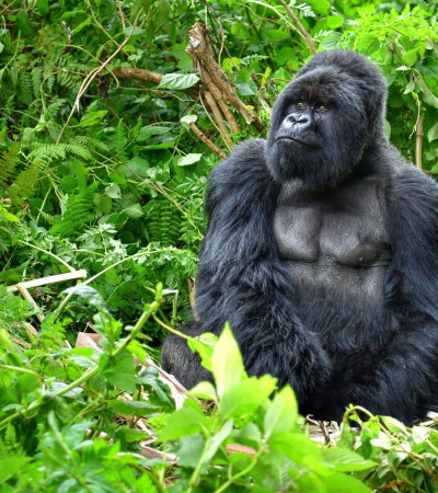 Foto 1 Uganda Reise Gorilla