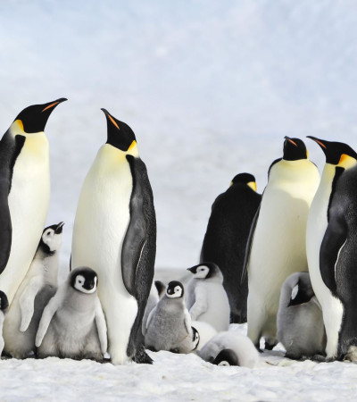 Foto 2 Antarktis-pinguine