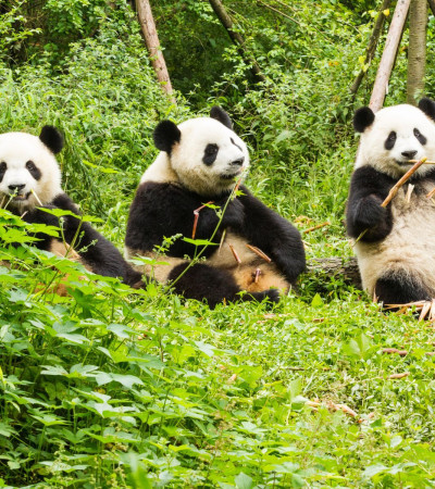 Foto 2 Pandas