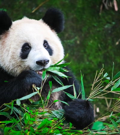 Foto 3 Pandas