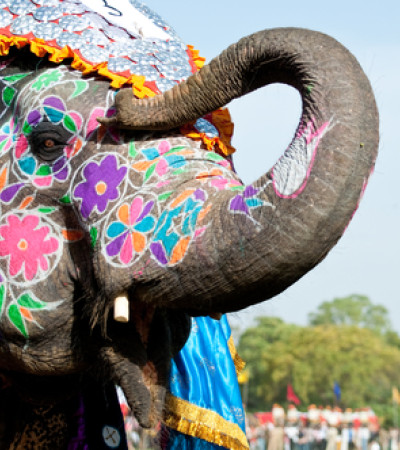 Foto 1 Indien Reise: Elefant