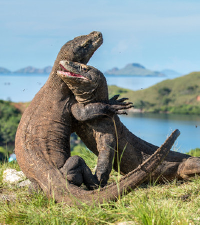 Foto 4  Reise Indonesien: Komodowarane im Komodo Nationalpark