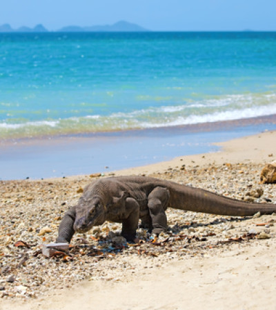 Foto 2 Reise Indonesien: Komodowaran im Komodo Nationalpark