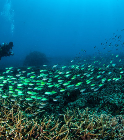 Foto 3 Indonesien Reise: Tauchen - Gili Inselkette