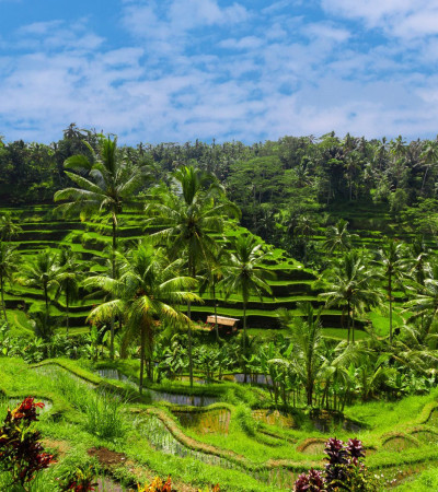 Foto 4 Reise Indonesien: Reisfelder