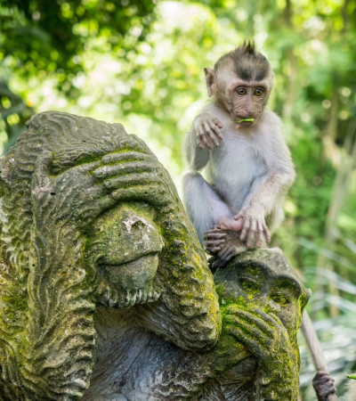 Reise Indonesien: Affenwald auf Bali Foto 3 Reise Indonesien: Affenwald auf Bali