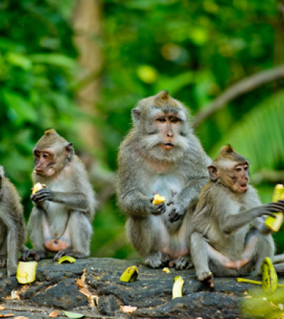 Foto 3 Indonesien Reise: Affen in Ubud - Bali