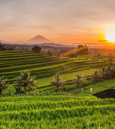 Foto 3 Indonesien Reise: Reisterrassen