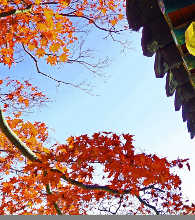 Foto 4 Herbst in Korea