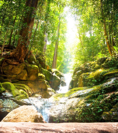 Foto 3 Malaysia Reise - Taman Negara Nationalpark 