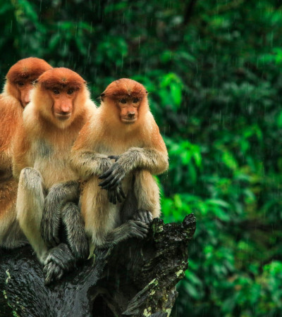 Foto 4 Reise Malaysia - Borneo