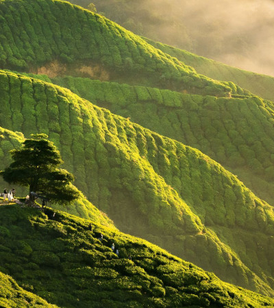 Foto 2 Cameron Highlands