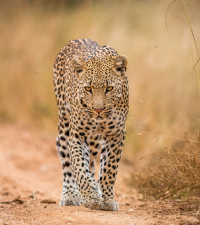 Reise Sri Lanka: Leopard Foto 2 Reise Sri Lanka: Leopard