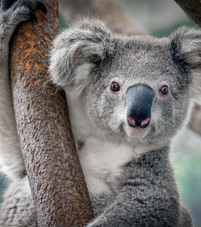 Foto 4 Australien Reise - Koalabär