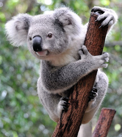 Foto 4 Australien Reise - Koalabär
