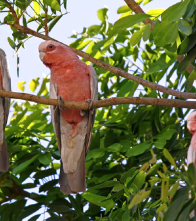 Foto 4 Australien Reise - Kakadus