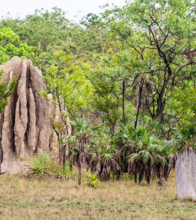Foto 2 Australien Reise - Litchfield Nationalpark