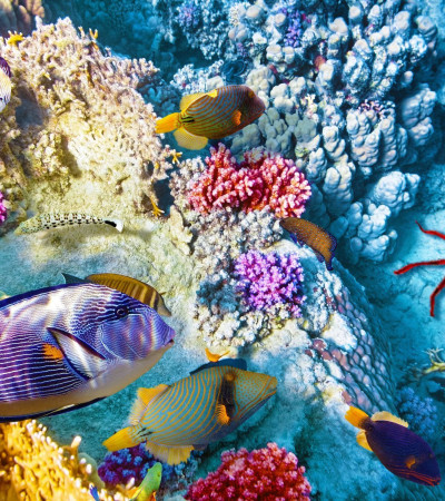 Foto 4 Australien Reise - Great Barrier Reef