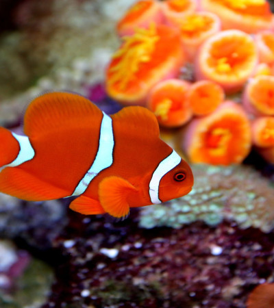 Australien Neuseeland Reise - Great Barrier Reef Foto 2 Australien Neuseeland Reise - Great Barrier Reef