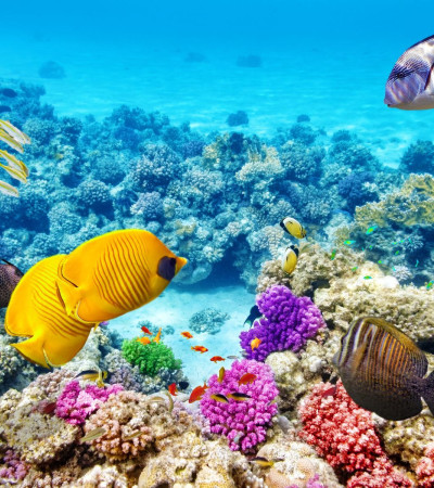 Foto 1 Australien Reise - Great Barrier Reef