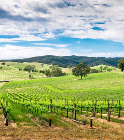 Foto 2 Australien Reise - Barossa Valley