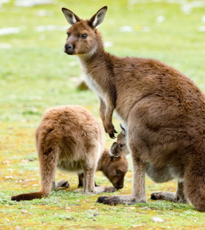 Foto 4 Australien Reise - Kängurus
