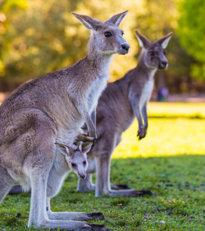 Foto 3 Australien Reise - Kängurus