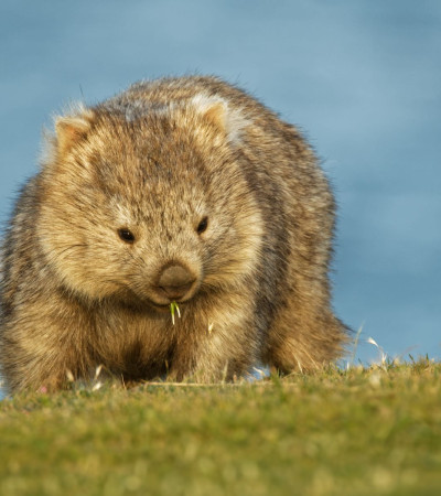 Foto 2 Australien Neuseeland Reise - Wombat