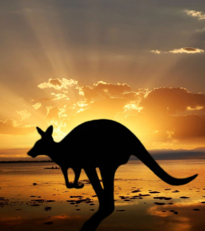 Foto 4 Australien Reise - Känguru