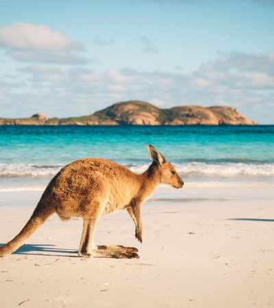 Foto 4 Australien Reise - Känguru