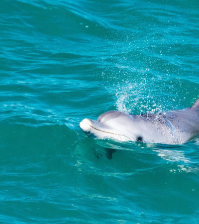 Foto 2 Australien Reise - Delfin