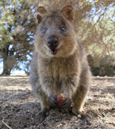 Foto 3 Australien Reise - Quokka Rottnest Island