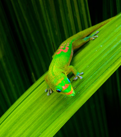 Foto 3 Gecko