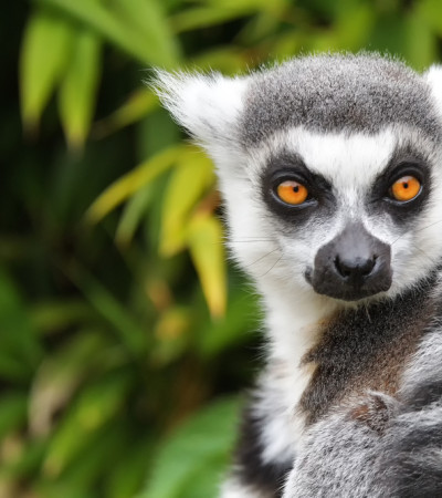 Lemur Foto 3 Lemur