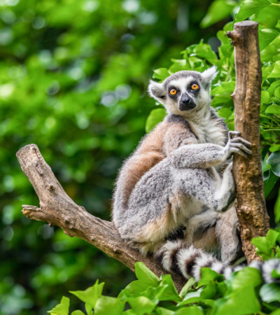 Foto 4 Lemur