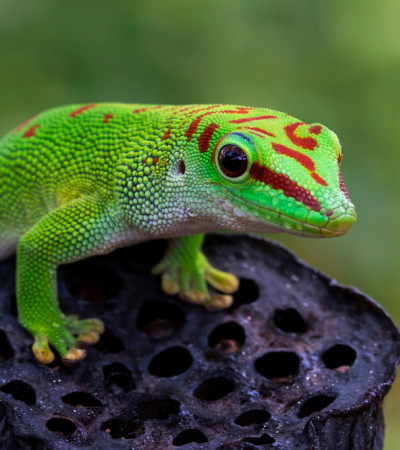 Gecko Foto 4 Gecko