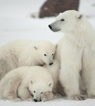 Foto 4 Kanada Reise: Churchill Eisbär