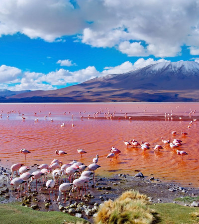 Bolivien Reise - Uyuni Flamingos Foto 3 Bolivien Reise - Uyuni Flamingos
