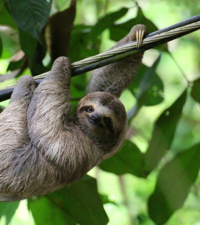 Foto 4 Costa Rica Reise: Faultier