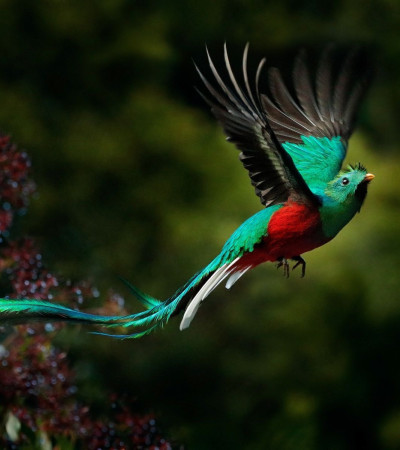 Foto 4 Costa Rica Rundreise Vogelbeobachtung