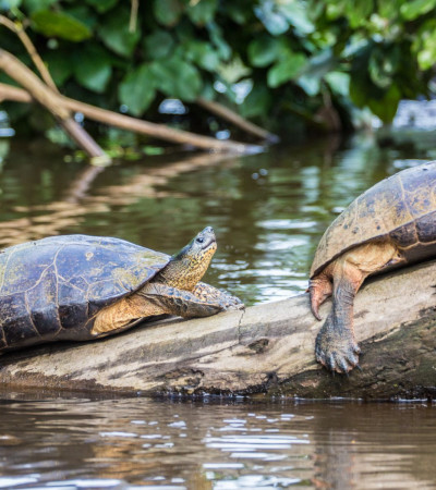 Foto 2 Schildkröten im Tortuguero Nationalpark, Costa Rica