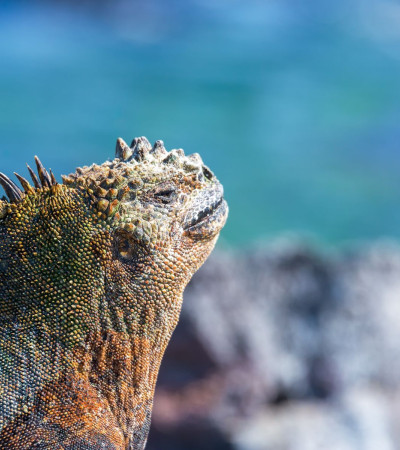 Foto 1 Ecuador Reise - Inselhüpfen auf den Galápagos Inseln