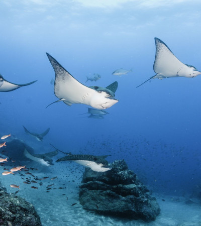 Foto 4 Ecuador Reise - Inselhüpfen auf den Galápagos Inseln