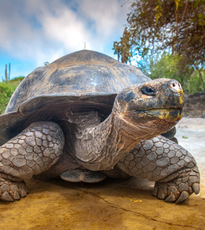 Foto 3 Ecuador Reise - Inselhüpfen auf den Galápagos Inseln