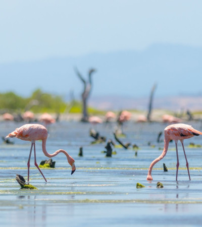 Venezuela Reise: Flamingos Foto 4 Venezuela Reise: Flamingos