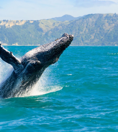 Foto 4 Neuseeland Reise - Wal